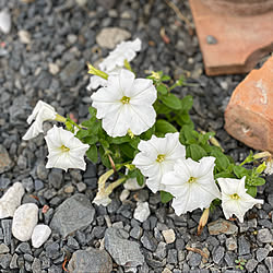 ど根性❗/ペチュニア/ガーデニング/花のある暮らし/お花大好き♡...などのインテリア実例 - 2021-06-15 12:18:12