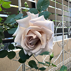 ダイヤモンドグレー/バラ/薔薇が好き/薔薇/ホワイトインテリア...などのインテリア実例 - 2021-04-25 19:35:55