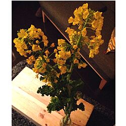 机/植物のインテリア実例 - 2014-02-09 19:57:29