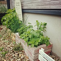 植物/花壇とは言えないけど,,,/野菜苗のインテリア実例 - 2015-06-04 08:27:41