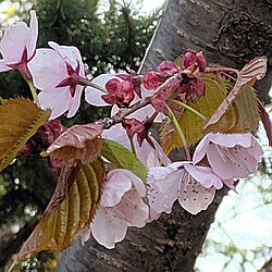 桜のインテリア実例 - 2021-05-04 14:55:23