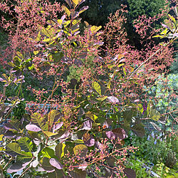 スモークツリー/庭/花のある暮らし/花が好き/カメラマークいっぱい...などのインテリア実例 - 2021-05-05 20:06:48