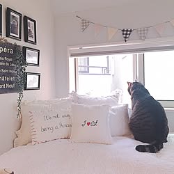 ベッド周り/写真/malto/100均一/NO CAT,NO LIFE❤️...などのインテリア実例 - 2017-06-09 08:36:05