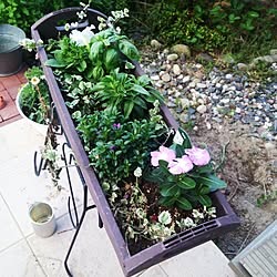玄関/入り口/グリーンのある暮らし/ガーデン/植物のインテリア実例 - 2016-05-16 06:06:12