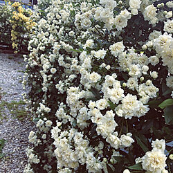 小さい庭/お庭/白い木香薔薇/お家時間/良い香りがします...などのインテリア実例 - 2020-04-28 10:17:22
