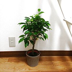 リビング/観葉植物/IKEAのインテリア実例 - 2013-03-20 20:40:29