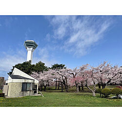 桜満開/花のある暮らしのインテリア実例 - 2024-04-26 12:34:43