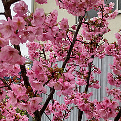 桜/庭のインテリア実例 - 2022-04-03 21:13:30