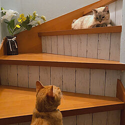 階段リメイク/階段/廊下/ねこのいる日常/保護猫と暮らす...などのインテリア実例 - 2022-09-26 15:54:06