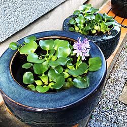 花咲いた♡/ほてい草の花/火鉢を睡蓮鉢に/メダカ/主人の趣味...などのインテリア実例 - 2020-08-12 08:04:02