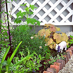 植物のある暮らし/お庭が大好き/庭/ガーデニング/小さな庭...などのインテリア実例 - 2021-04-01 19:14:23