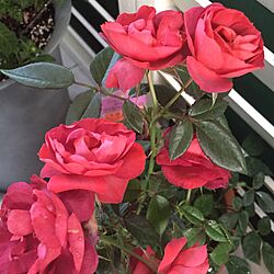 玄関/入り口/ベランダで鉢植えの薔薇/花のある暮らし/ベランダガーデン♪/いつもいいねをありがとうございます♡のインテリア実例 - 2017-06-03 22:25:03