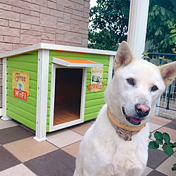 いちご♀/AwesomeStore/カインズ/犬小屋/カラフル...などのインテリア実例 - 2019-07-15 17:20:56