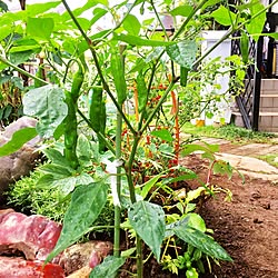 玄関/入り口/マイクロトマト/野菜の収穫/ししとう栽培/お酢で虫除け...などのインテリア実例 - 2017-06-27 09:56:53