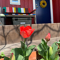 チューリップ咲きました♡/庭の花/スウェーデン/輸入住宅/北欧住宅 ...などのインテリア実例 - 2022-03-27 22:52:27