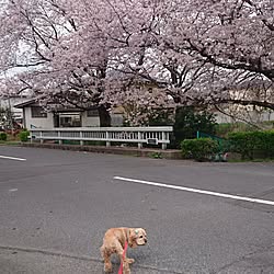 ベッド周り/ペットと暮らす家/カメラマークが出たので/ベリーちゃん/インテリアじゃなくてごめんなさい...などのインテリア実例 - 2017-04-12 19:58:25