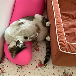 猫のいる日常/MOGUの抱き枕/部屋全体のインテリア実例 - 2022-06-09 16:25:01