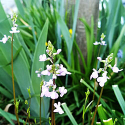 ガーデニング/お花のある暮らし/春が好き/癒し/庭のお花...などのインテリア実例 - 2022-04-17 06:55:12