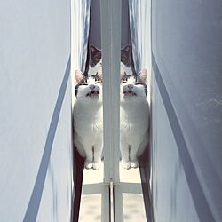リビング/IKEA/ロールカーテン/窓/猫のいる生活...などのインテリア実例 - 2016-03-30 13:00:27