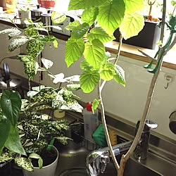 キッチン/植物のインテリア実例 - 2013-06-27 09:23:53