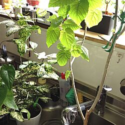 キッチン/植物のインテリア実例 - 2013-06-27 09:23:53