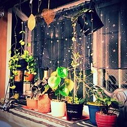 壁/天井/わたし空間/植物/多肉植物/観葉植物...などのインテリア実例 - 2014-02-02 21:25:04