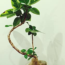 リビング/観葉植物のインテリア実例 - 2015-12-27 18:16:11