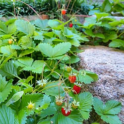 玄関/入り口/花のある暮らし/人生は一生学び/ささやかな幸せ/一人暮らしを楽しむ...などのインテリア実例 - 2023-05-11 11:40:39