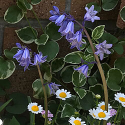 玄関/入り口/春の花たち/春の花/花のある暮らし/シラーカンパニュラ...などのインテリア実例 - 2018-04-14 17:16:58