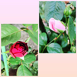 薔薇/鉢植え/東側の庭/ローズドゥグランヴィル/フランシス・デュブリュイのインテリア実例 - 2021-08-21 06:42:40