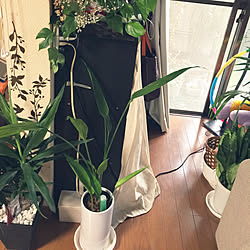 壁/天井/いいねと、フォローの押し逃げすみません！/観葉植物/古い家/生活感たっぷり...などのインテリア実例 - 2017-07-31 05:49:41