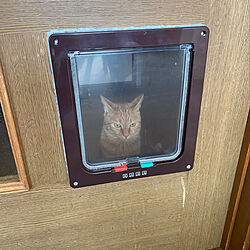 猫ドア出入りできない猫/猫ドアから覗く猫/猫ドアDIY/猫ドア/DIY...などのインテリア実例 - 2022-10-23 12:32:00