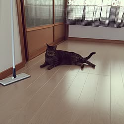 ねこのいる日常/玄関/入り口のインテリア実例 - 2017-07-12 08:41:33