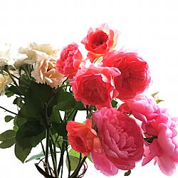 バラ/庭/薔薇/花束/ガーデニング...などのインテリア実例 - 2016-05-21 19:07:19