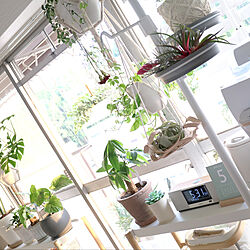 リッチェル/日の光/観葉植物/IKEA/壁/天井のインテリア実例 - 2022-05-25 07:00:38