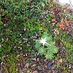 玄関/入り口/小さな花材がいっぱい/我が家じゃないです/近所の庭の花/そとのインテリア実例 - 2016-09-12 23:10:23