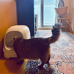 猫ちゃん想い/ニャンとも/ねこと暮らす。/ねこのいる日常/猫トイレ...などのインテリア実例 - 2021-06-12 15:30:29