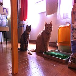 ペット/猫のインテリア実例 - 2012-08-01 11:29:27