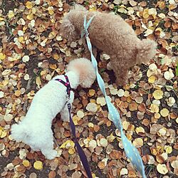 枯葉の絨毯/犬の散歩のインテリア実例 - 2016-11-16 02:08:01
