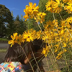 部屋全体/インテリアではなくてごめんなさい/公園/黄花コスモス/こどもと暮らす。...などのインテリア実例 - 2016-10-07 18:07:28