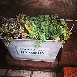 玄関/入り口/植物のインテリア実例 - 2013-11-17 13:21:21