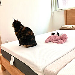 ベッド周り/癒し/ベッドフレーム/猫と暮らす/寝室の一角...などのインテリア実例 - 2024-05-16 21:11:27