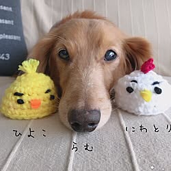 部屋全体/ソファーと愛犬/ワンコと暮らす家/犬が居る生活/だってそれが…...などのインテリア実例 - 2017-02-09 22:19:30