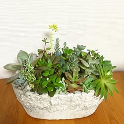 寄せ植え/多肉植物のインテリア実例 - 2016-12-04 23:46:14