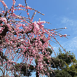 玄関/入り口/しだれ梅/満開♡/庭/青空...などのインテリア実例 - 2020-02-13 15:48:16