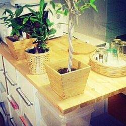 キッチン/植物/DIY/IKEAのインテリア実例 - 2014-03-24 00:50:23