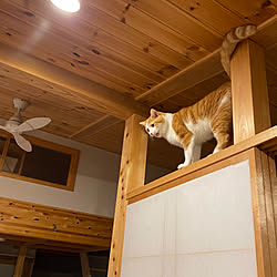 猫と暮らす家/狭小住宅/木の家/注文住宅/生活感のある家...などのインテリア実例 - 2022-10-26 00:27:56