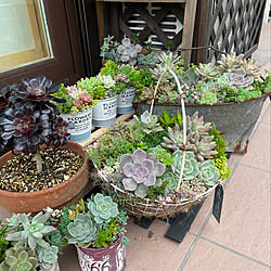 梅雨対策/植物のある暮らし/葉挿しっ子/多肉植物のある暮らし/植物...などのインテリア実例 - 2022-06-16 17:31:07