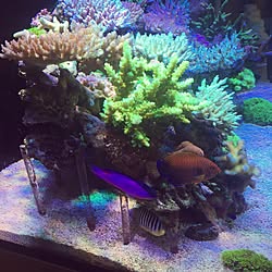リビング/aquariumのインテリア実例 - 2017-02-06 05:56:40