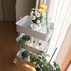 部屋全体/お花屋さんがオマケしてくれた水仙/山善/子どものいる暮らし/勝手にいいね&フォローごめんなさい...などのインテリア実例 - 2017-03-20 16:17:46